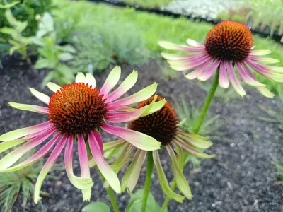 sazenice trvalky třapatky nachové 'Butterfly' / echinacea purpurea