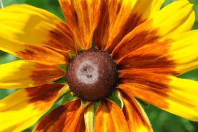 třapatka srstnatá 'Gloria Daisy', ilustrační foto dospělé rostliny