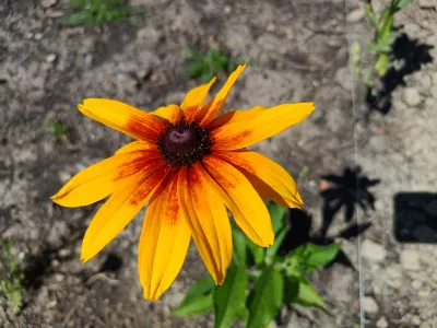 třapatka srstnatá 'Gloria Daisy', ilustrační foto dospělé rostliny