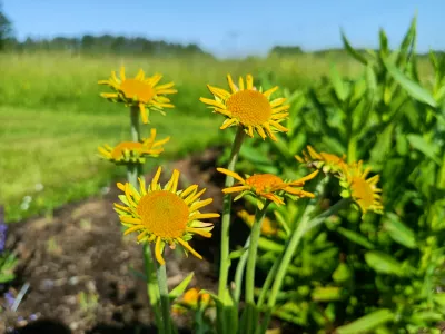 trvalka záplevák Hoopesův v květu