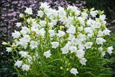 zvonek broskvolistý Alba