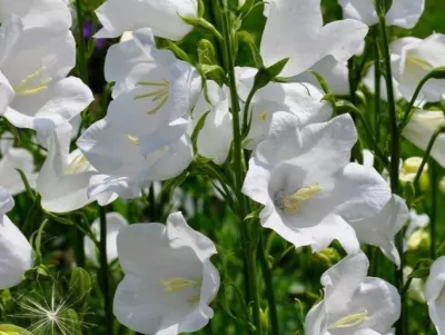 zvonek broskvolistý Alba