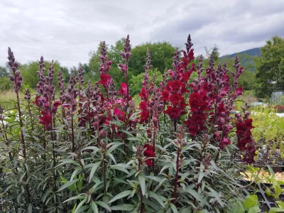 Hledík menší (Antirrhinum majus) Black Prince sazenice-kvetin.cz hledík meší v květu