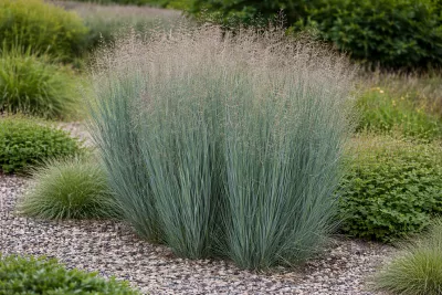 proso průnaté Heavy Metal v květu