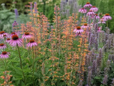 agastache Apache Sunset v květu spolu s třatkami,a agastache 