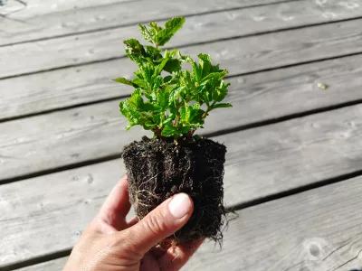 sazenice trvalky máta Mojito sazenice-kvetin.cz orientační velikost sazenice máty Mojito
