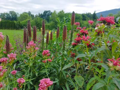 sazenice trvalky mavuň červená / centranthus ruber sazenice-kvetin.cz mavuň červena spolu s zavinutkou Panorama Deep Red, náprstník Milk Chocolate a dračík