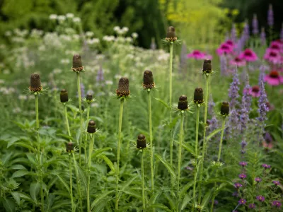 sazenice trvalky rudbeckia occidentalis Green Wizzard sazenice-kvetin.cz třapatka s spolu se šalvěji a kopretinami