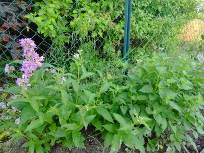 sazenice trvalky šanta 'Pink Panter' / nepeta subsessilis 'Pink Panther' sazenice-kvetin.cz kompaktní habitus šanty Pink Panther