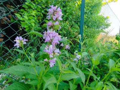 sazenice trvalky šanta 'Pink Panter' / nepeta subsessilis 'Pink Panther' sazenice-kvetin.cz velké květy šanty Pink Panther