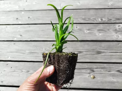 sazenice trvalky šuškardy klasnaté 'Kobold' / liatris spicata 'Kobold' sazenice-kvetin.cz orientační velikost nabízené sazenice šuškardy